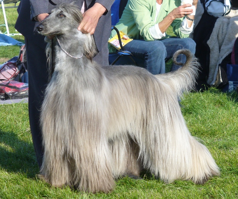 CH. Alizai De la vallée de la vézere