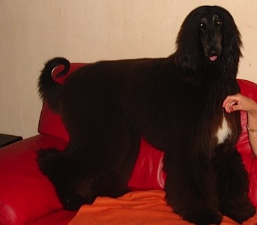 d'Agathe's D-Day - CACIB de Brive
